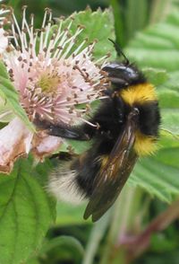 Hummel